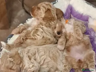 Maltipoo dogs Beautiful Maltipoo Pups - Advert 2