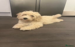 Cavachon dogs for sale: Beautiful little girl Cavachon puppy.  - Image 2