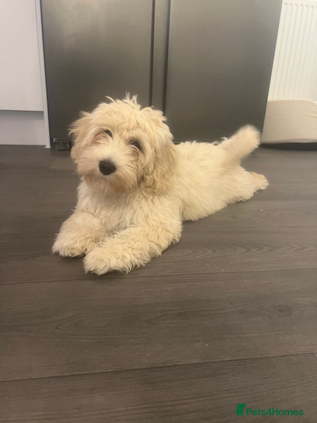 Cavachon dogs for sale: Beautiful little girl Cavachon puppy.  - Image 2