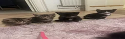 Mixed Breed cats for sale: Litter of 4 kittens - Advert 1