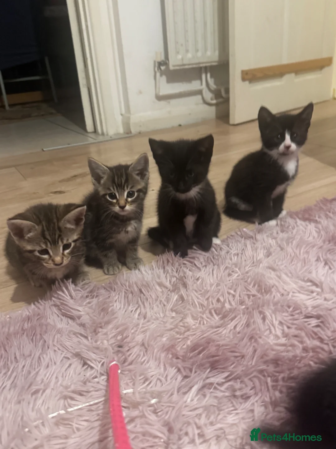 Mixed Breed cats for sale: Litter of 4 kittens - Advert 1