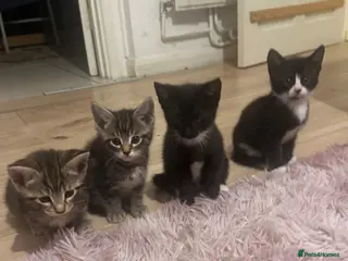 Mixed Breed cats Litter of 4 kittens - Advert 1