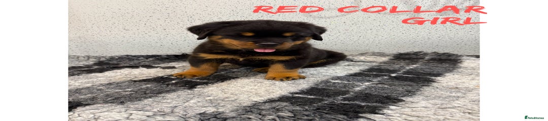 Rottweiler red collar 