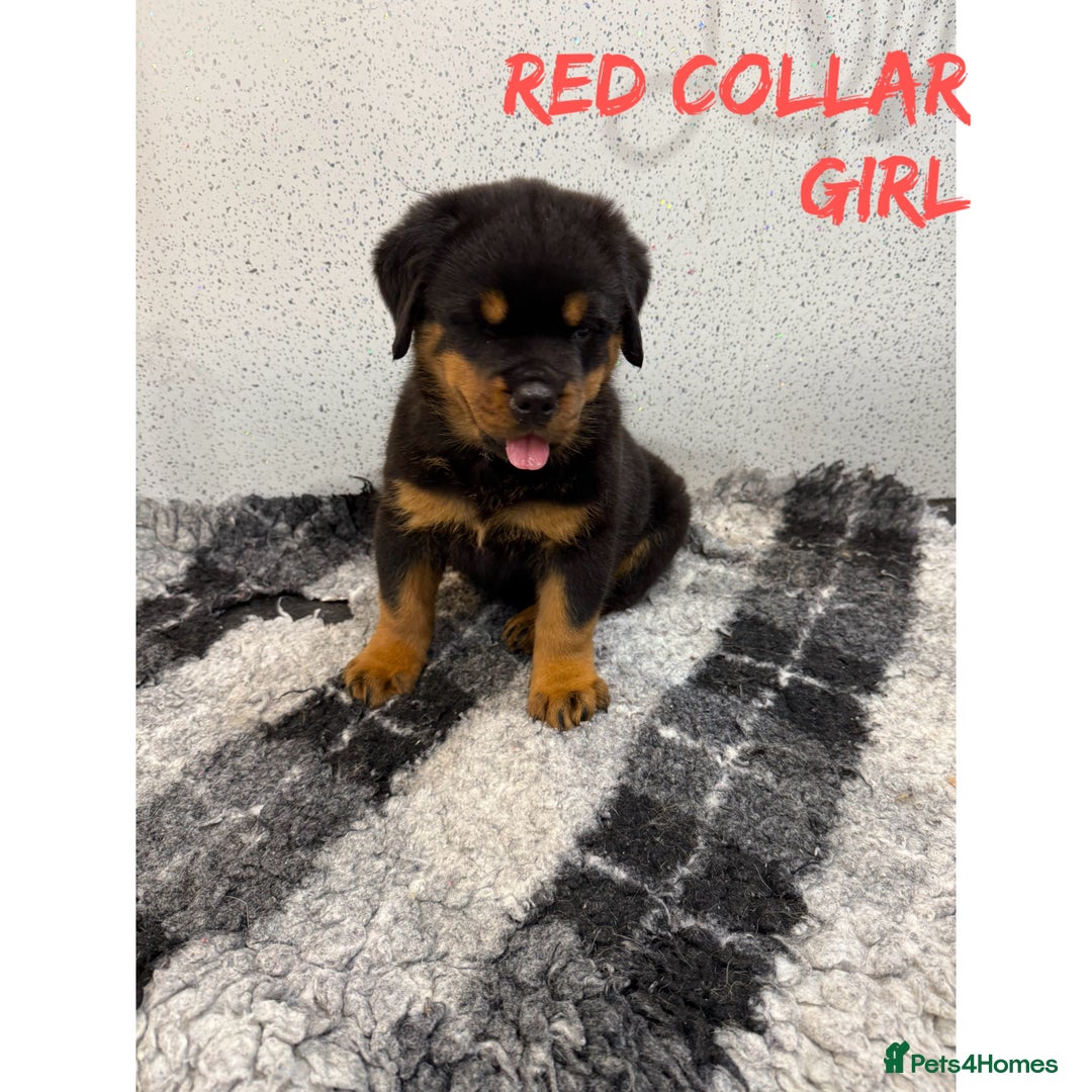 Rottweiler dogs for sale: Rottweiler puppies  - Image 2