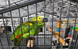 Parrots birds for sale: Amazon  - Image 3