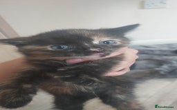 Mixed Breed cats for sale: Looking for loving home.Free of charge - Image 4