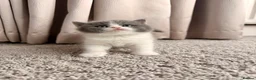British Shorthair cats for sale: British Shorthair & Longhair Kittens GCCF Reg - Advert 16