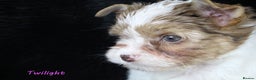 Yorkshire Terrier dogs for sale: Choc & White Yorkie Girl Blue eyes – Ready Now - Advert 13
