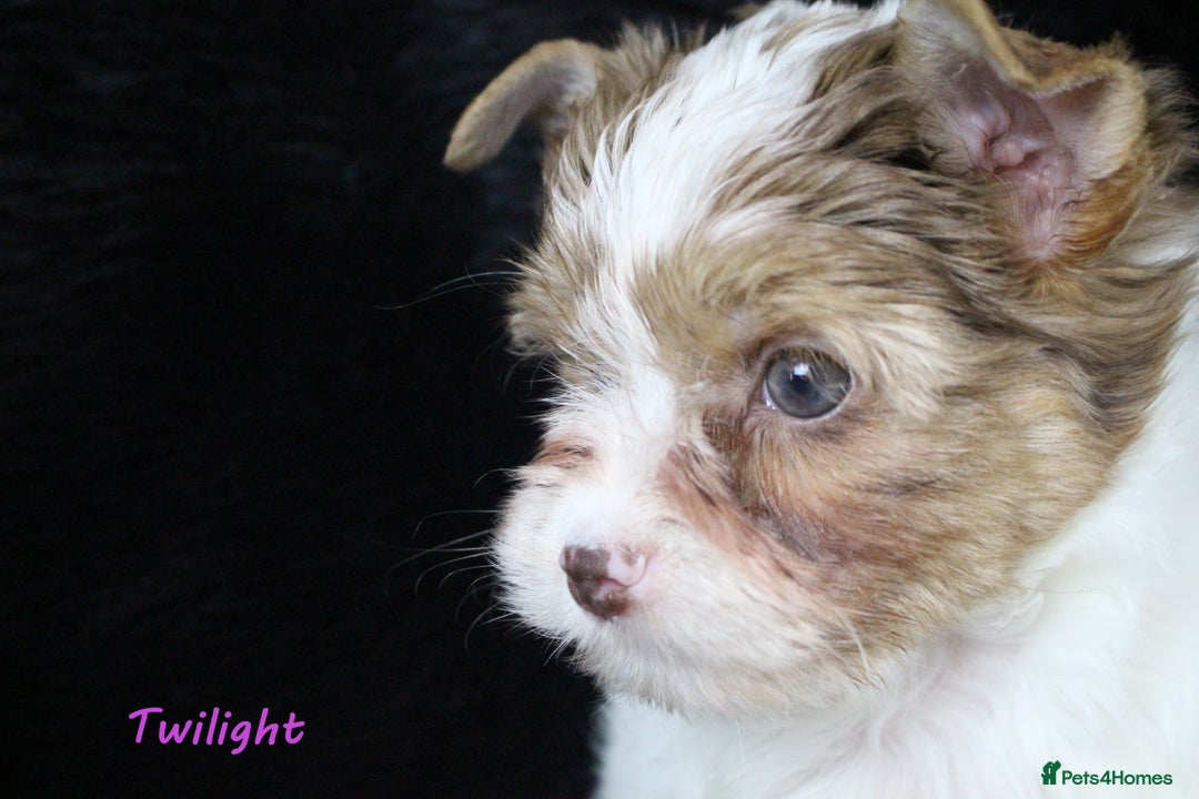 Yorkshire Terrier dogs for sale: Choc & White Yorkie Girl Blue eyes – Ready Now - Advert 13