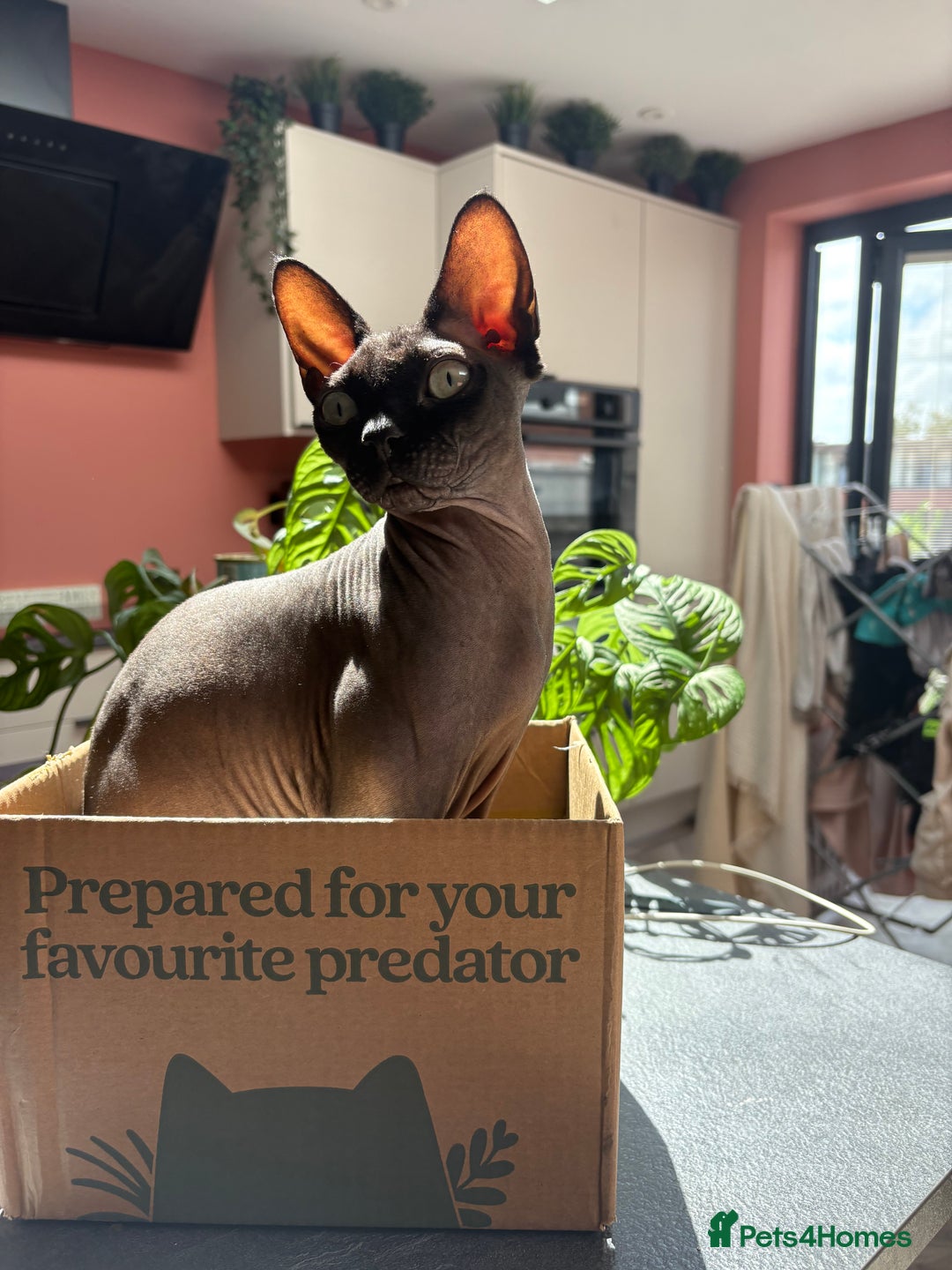 Sphynx cats for sale: Male Sphynx cat for sale 2 years old - Image 2