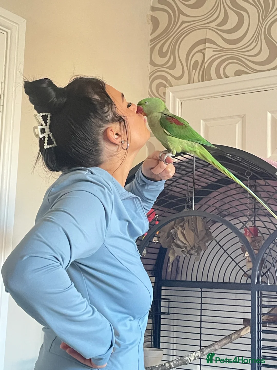 Parrots birds for sale: Female Alexandrine parrot aged 4  in Sunderland - Advert 5