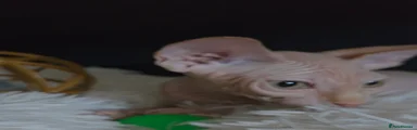 Sphynx 3