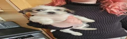 Mixed Breed dogs for sale: Shin tzu cross puppies - Advert 5