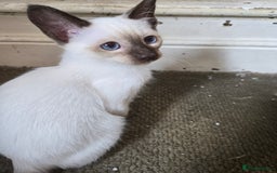 Siamese cats for sale: REDUCED 12 week old little chocolate point girl  in Bradford - Image 8