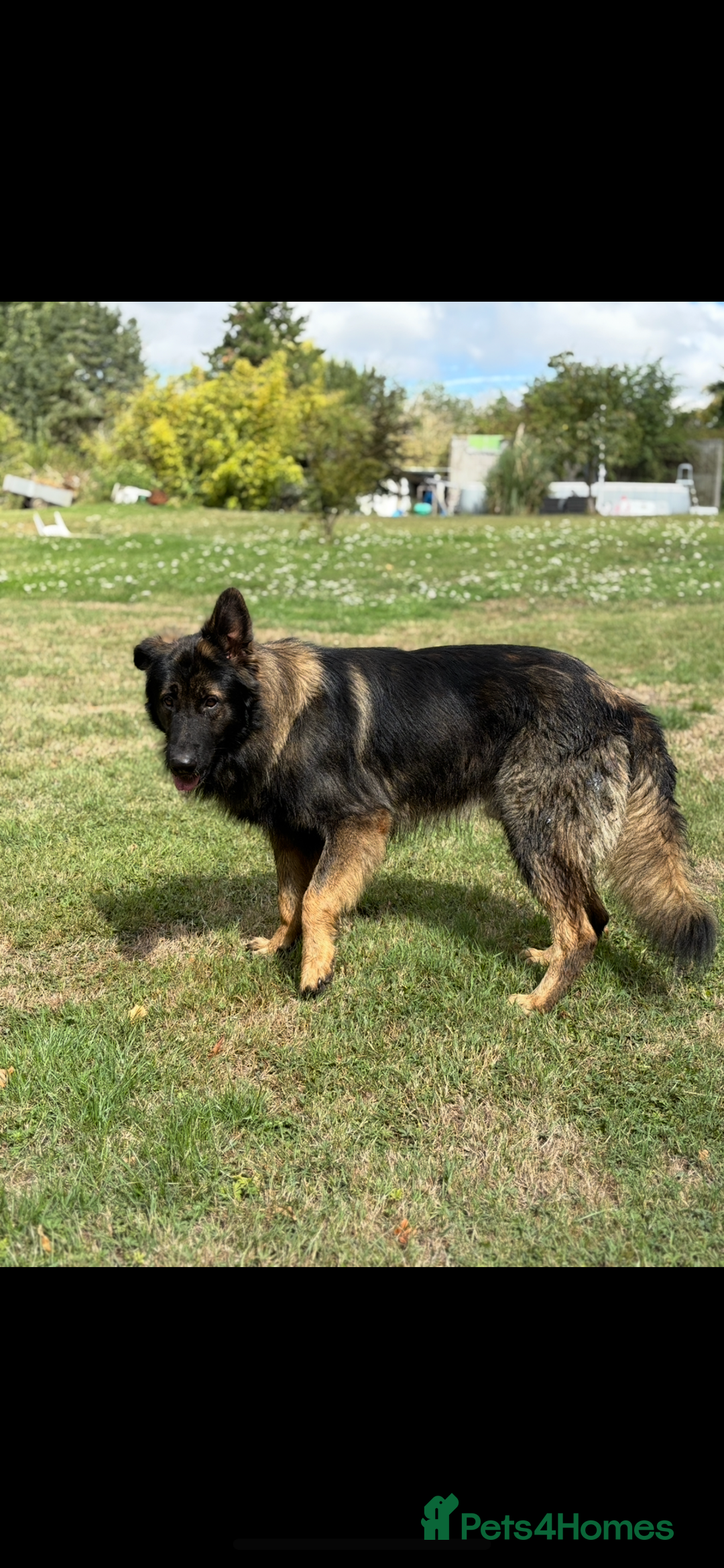 German Shepherd dogs for sale: German shepherd puppies ready to leave now - Image 10