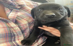 Labrador Retriever dogs for sale: KC Registered working Labrador puppies - Image 36