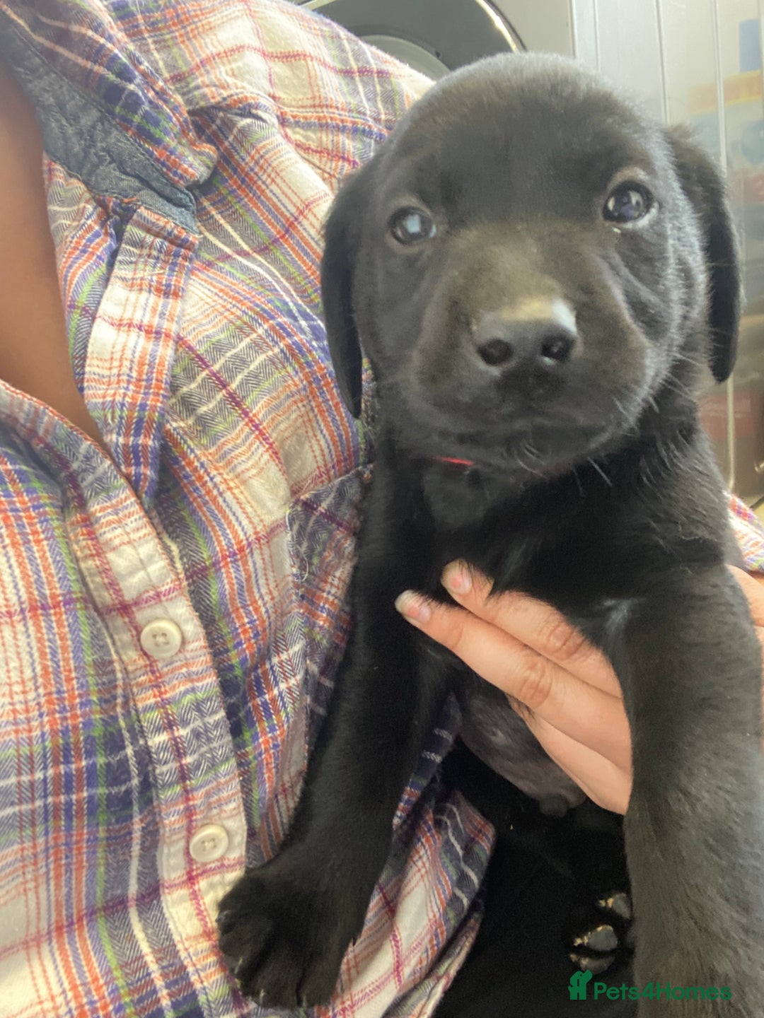 Labrador Retriever dogs for sale: KC Registered working Labrador puppies - Image 36
