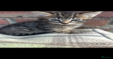 Bengal cats - Advert 10