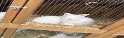 Lionhead rabbits for sale: Doublemane lionheads in Saltash - Advert 17