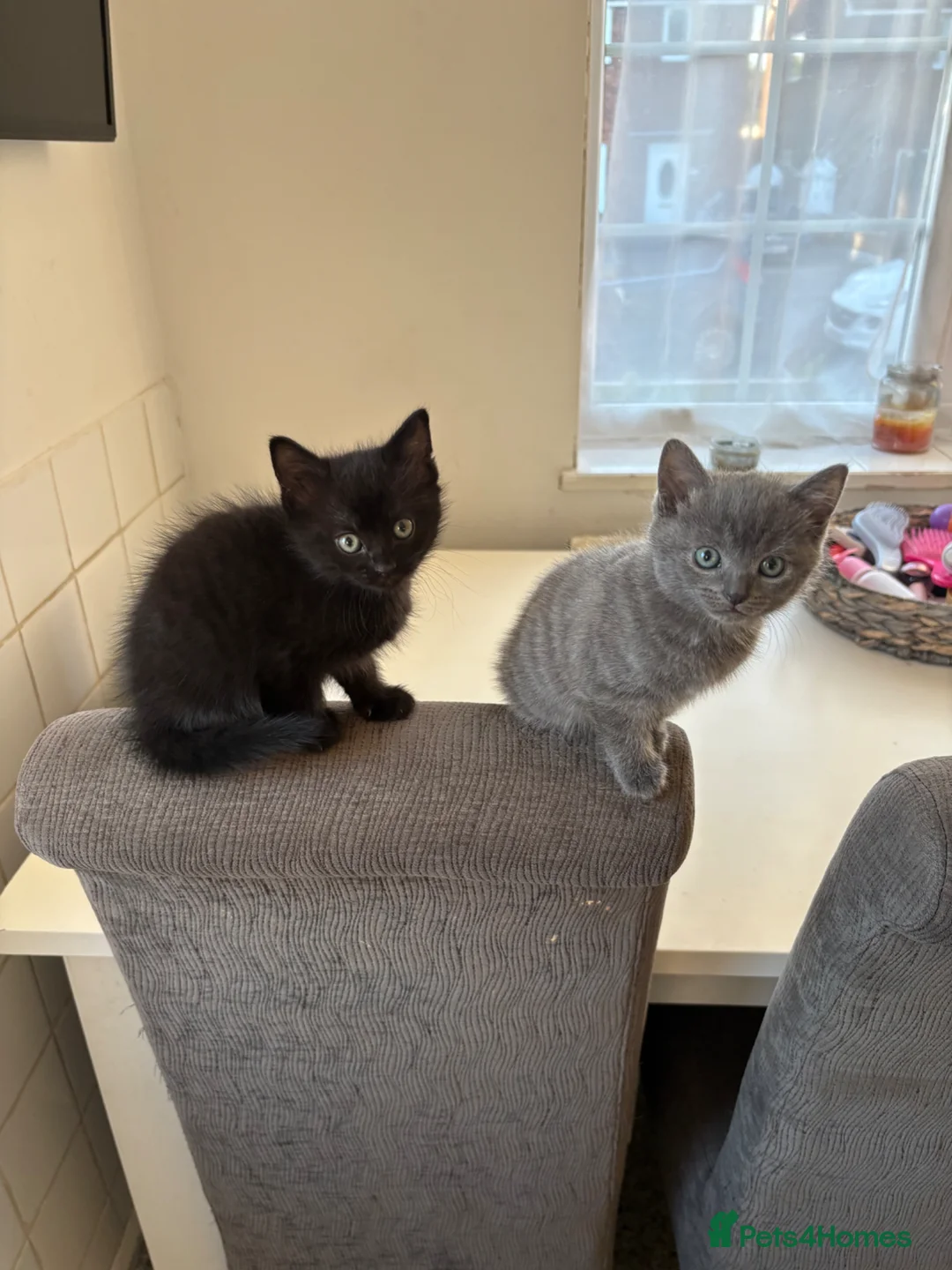 Mixed Breed cats for sale: Kittens ready to go  - Advert 2