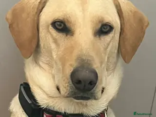 Mixed Breed dogs Lily - Almost 2 years, Labrador Girl - Advert 1