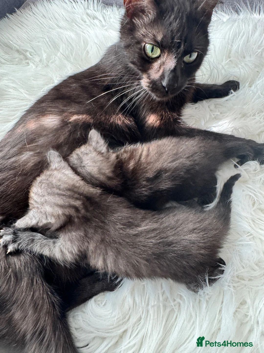 Egyptian Mau cats for sale: TICA Reg Egyptian MAU x Bengal x BSH unique coat in Southampton - Advert 40