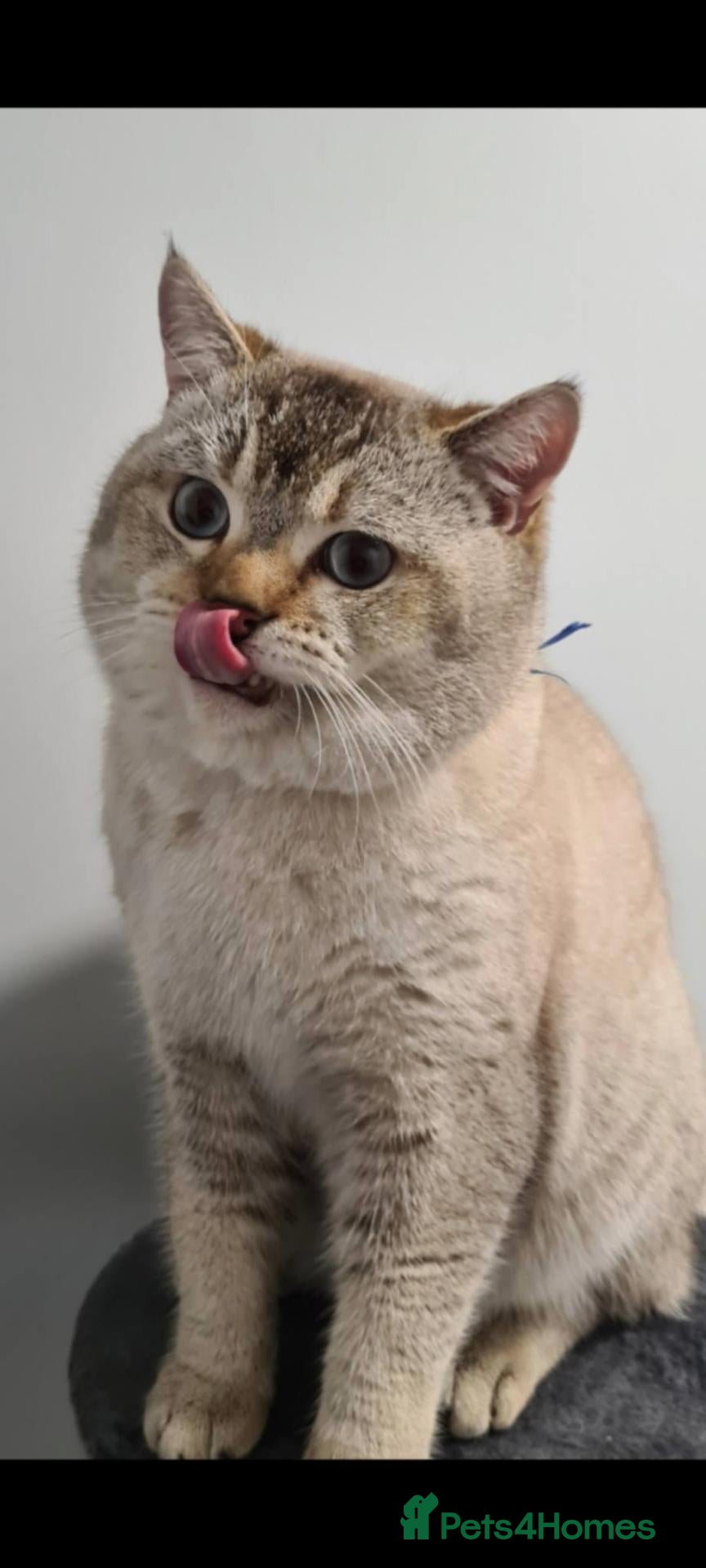 Scottish Fold cats Scottish Fold for stud - Advert 1