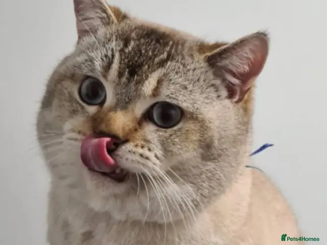 Scottish Fold cats for stud: Scottish Fold for stud - Advert 1