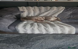 American Bully dogs for sale: 4 year old merl bully needs loving home  - Image 4