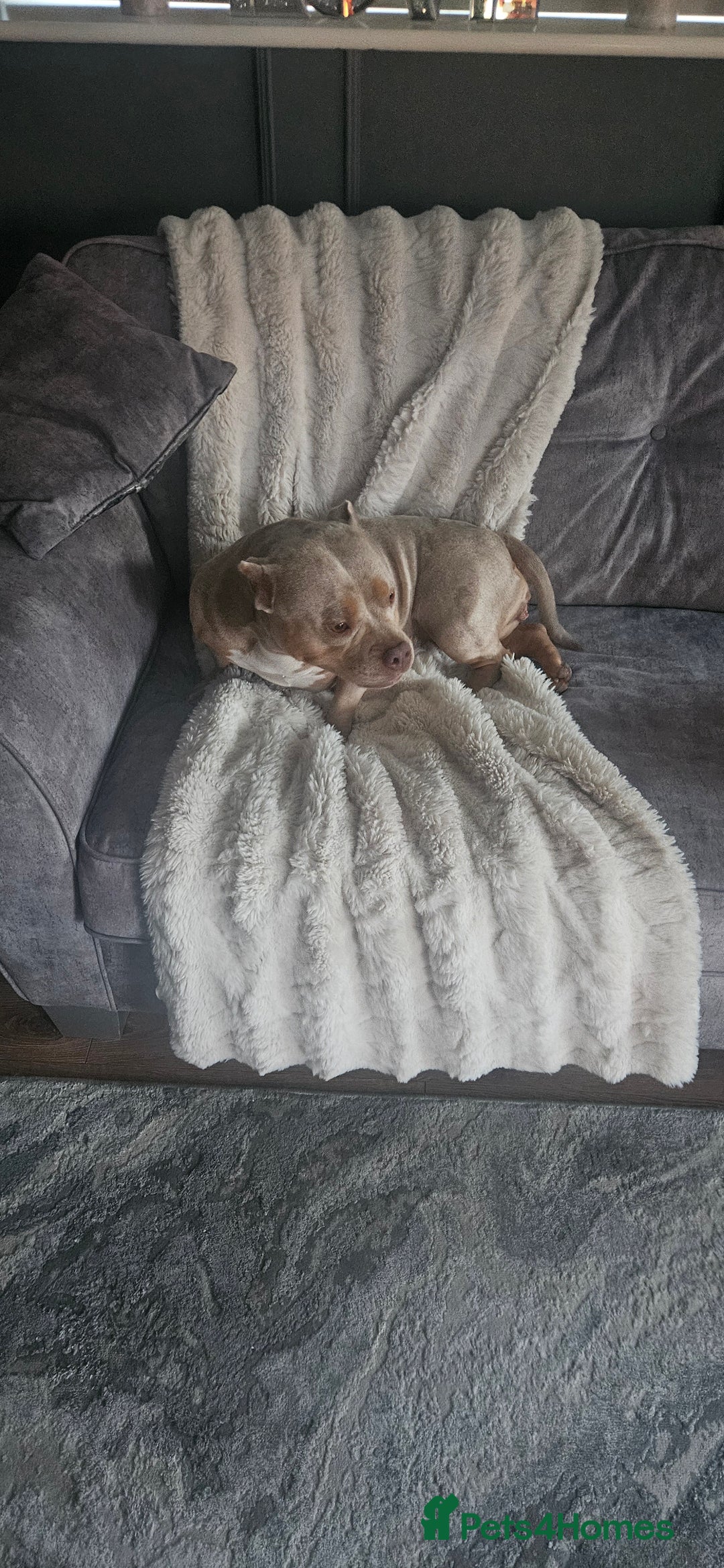 American Bully dogs for sale: 4 year old merl bully needs loving home  - Image 4