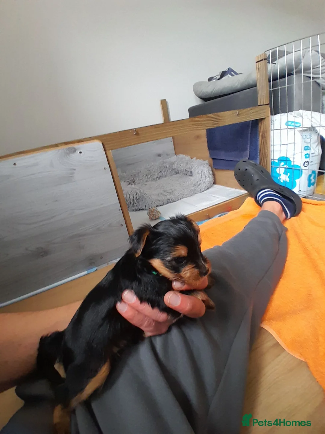Yorkshire Terrier dogs for sale: Beautiful puppies - Advert 22