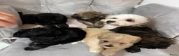 Shihpoo dogs for sale: Adorable ShihPoo Puppies Ready to Steal Your Heart in Northampton - Advert 19