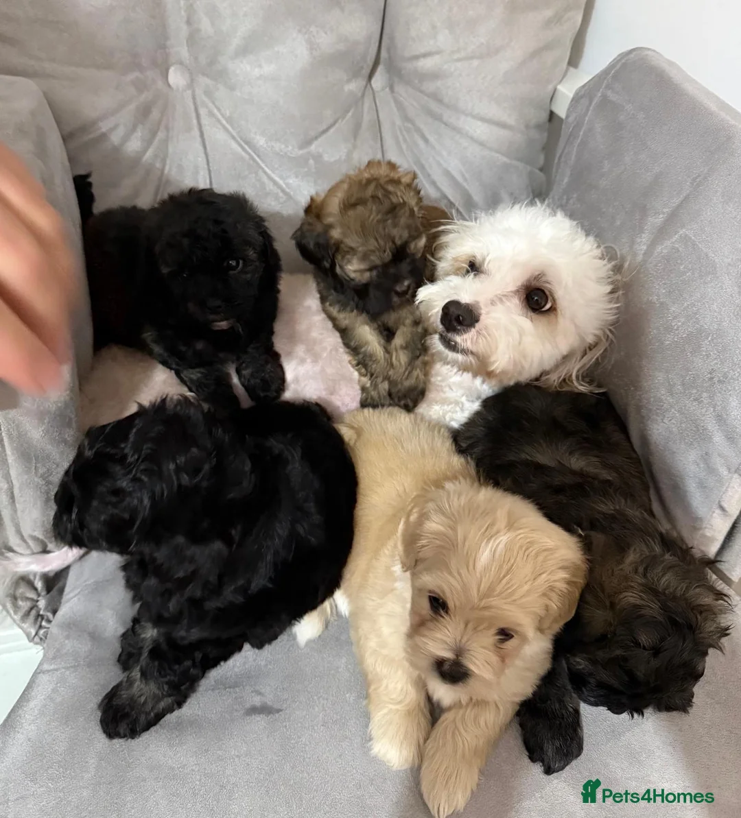 Shihpoo dogs for sale: Adorable ShihPoo Puppies Ready to Steal Your Heart in Northampton - Advert 19