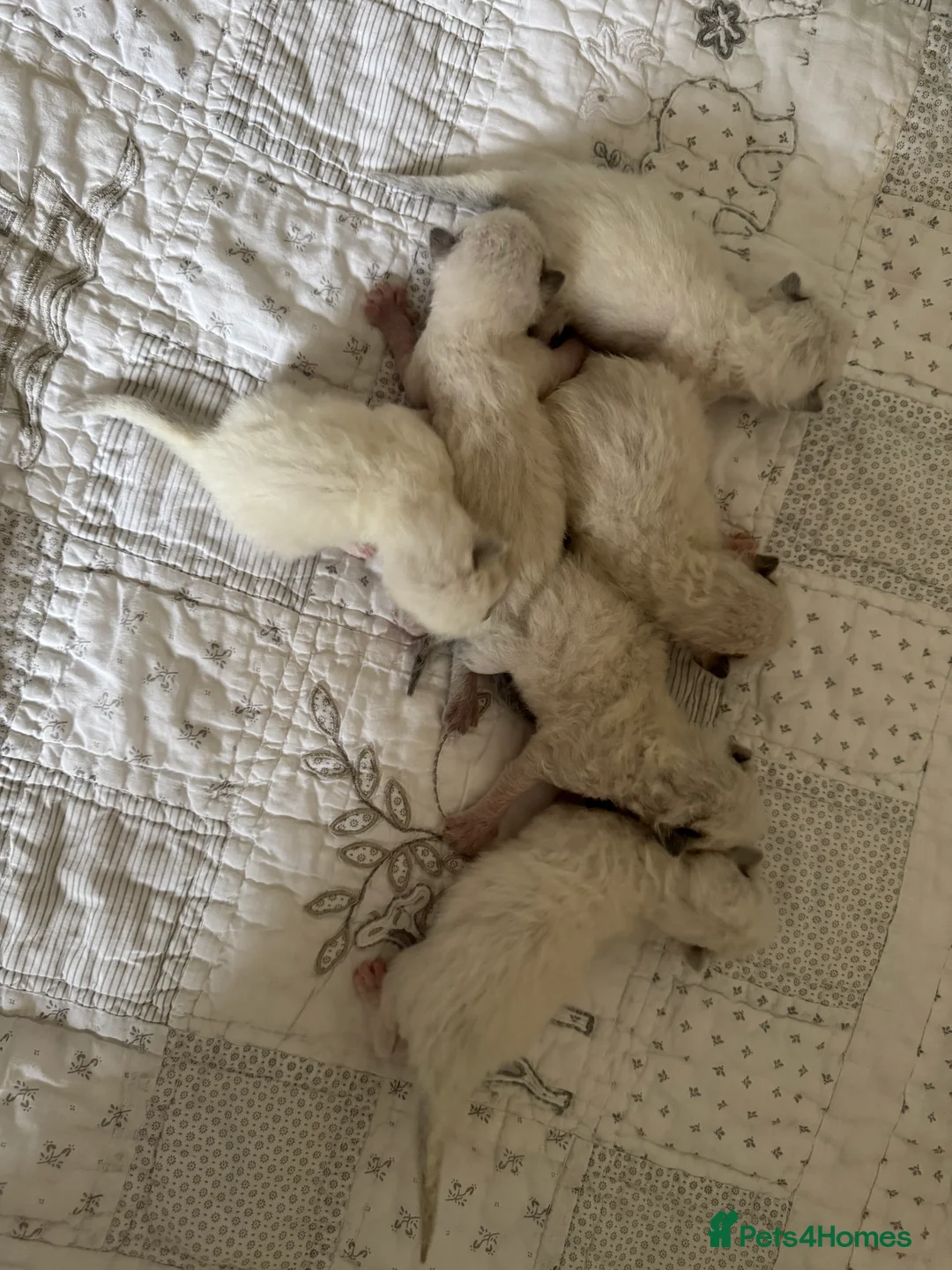 Ragdoll cats for sale: 6 adorable kittens , ready to go home in April  - Advert 1