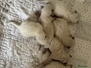 Ragdoll cats 6 adorable kittens , ready to go home in April - Advert 2