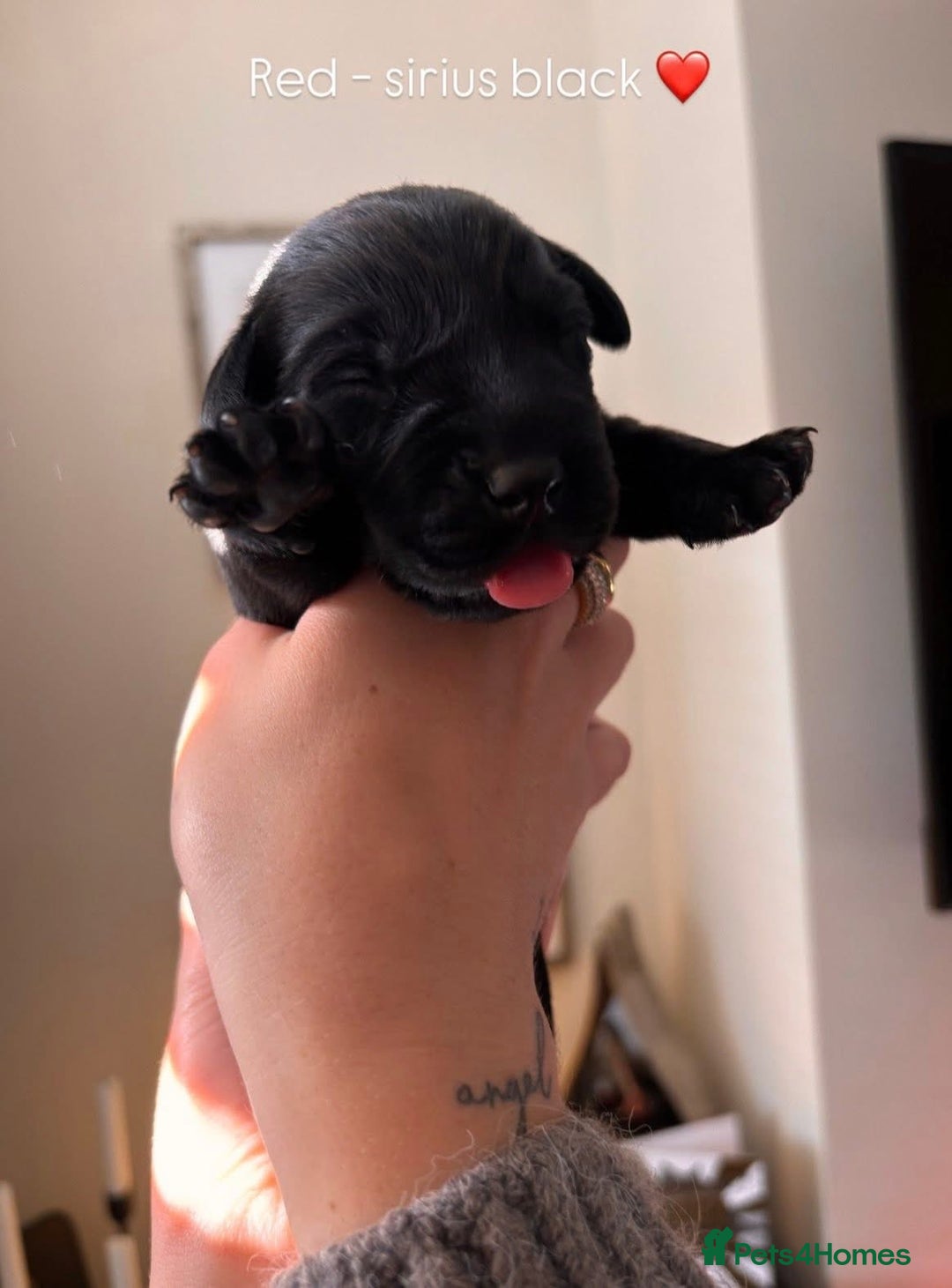 Labrador Retriever dogs for sale: Beautiful KC Labs / DRAKESHEAD - 1 BOY LEFT! - Advert 12