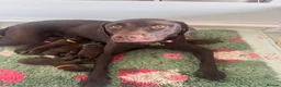 Labrador Retriever dogs for sale: BEAUTIFUL KC CHOCOLATE LABRADOR PUPPIES in Doncaster - Advert 1
