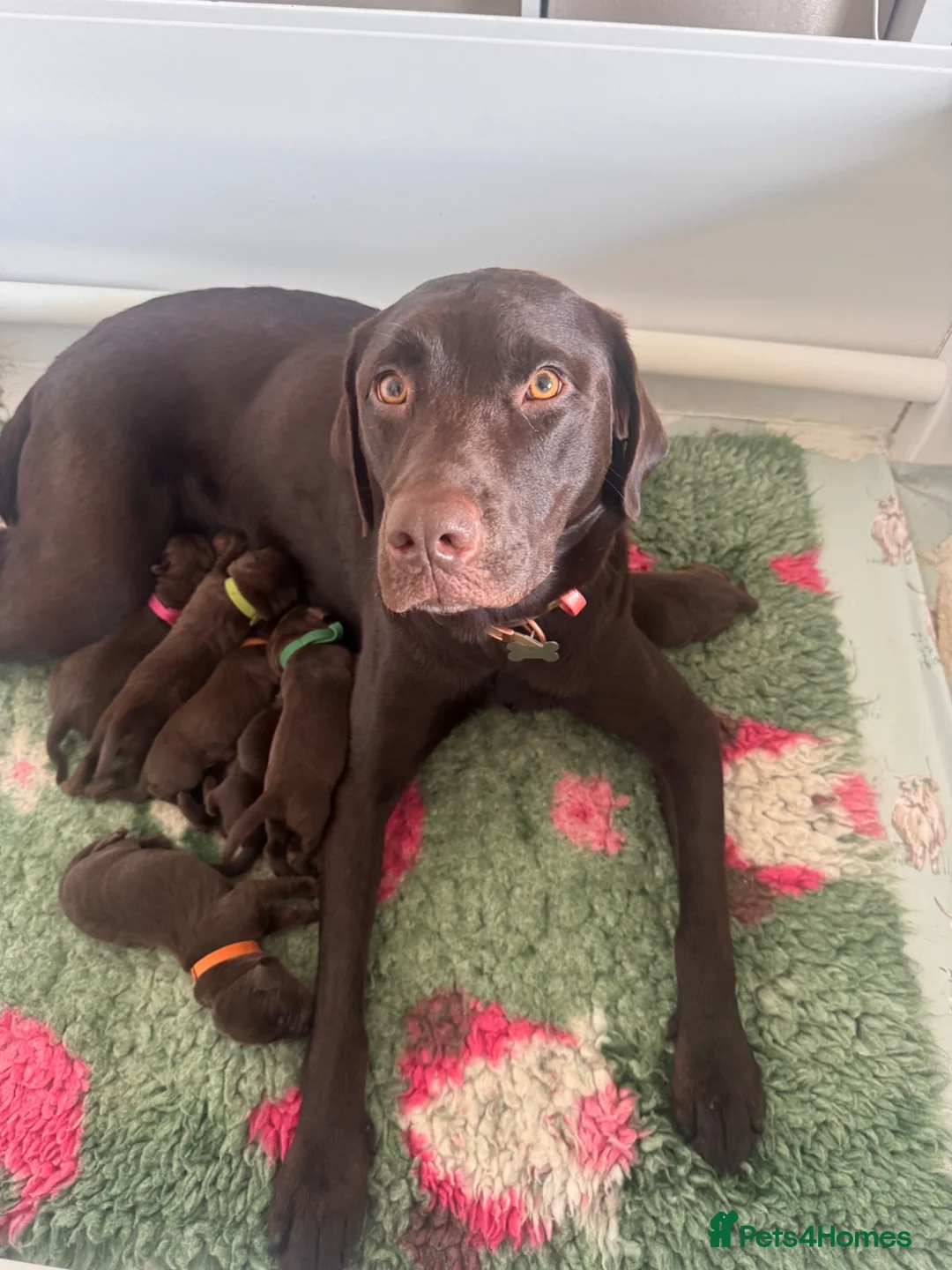Labrador Retriever dogs for sale: BEAUTIFUL KC CHOCOLATE LABRADOR PUPPIES in Doncaster - Advert 1