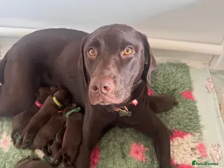 Labrador Retriever dogs BEAUTIFUL KC CHOCOLATE LABRADOR PUPPIES - Advert 1