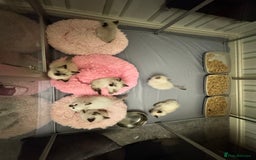 Ragdoll cats for sale: Sapphire's Ragdolls - Image 31