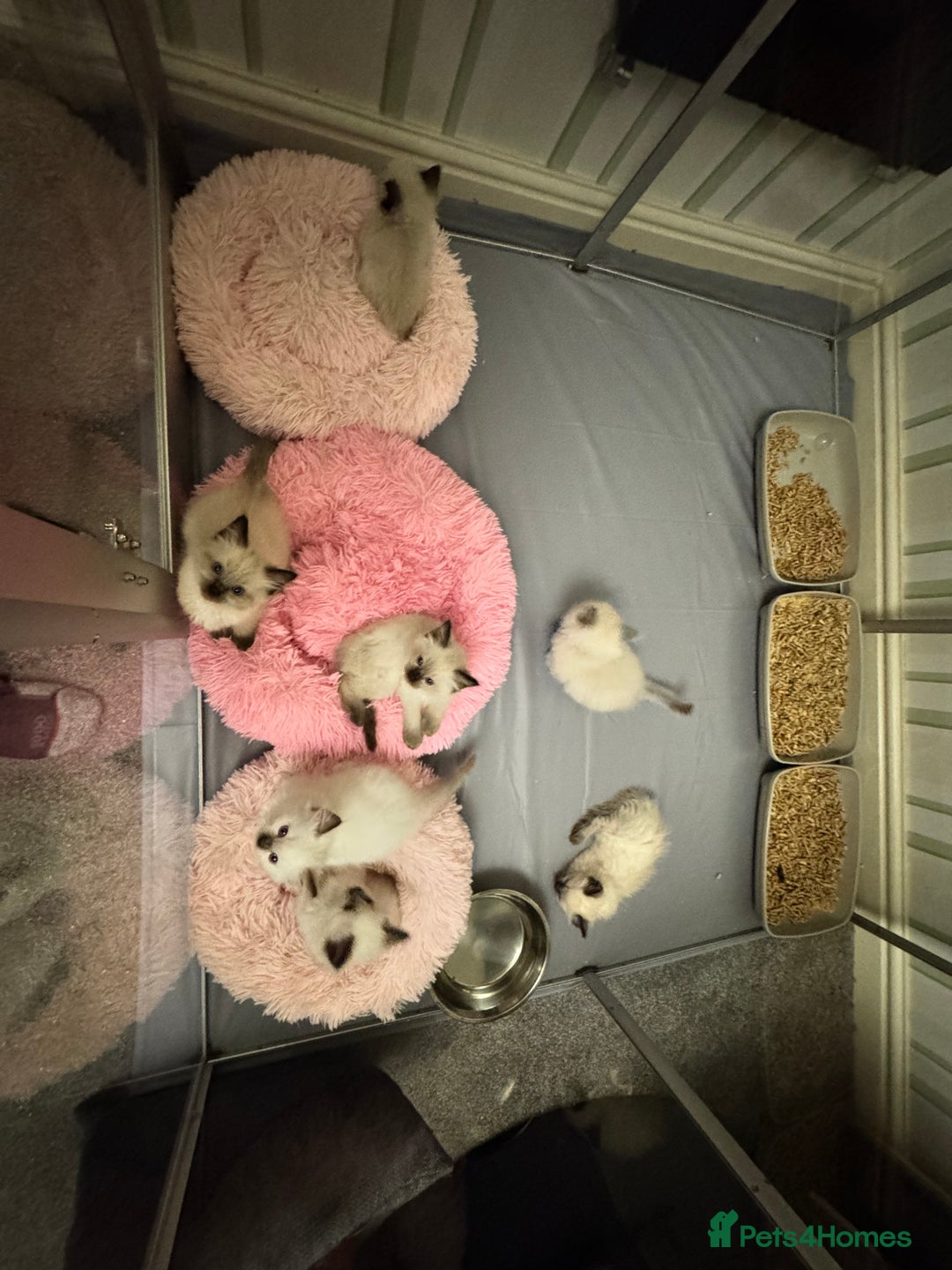 Ragdoll cats for sale: Sapphire's Ragdolls - Image 31