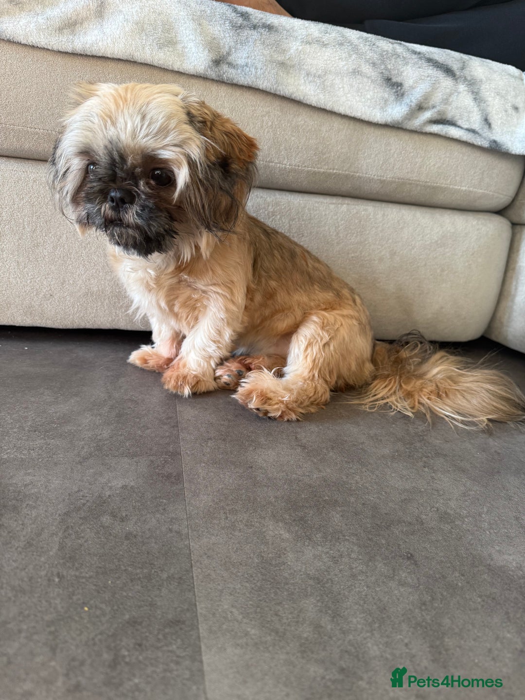 Shih Tzu dogs for sale: Imperial Shih Tzu KC Registered  - Advert 3