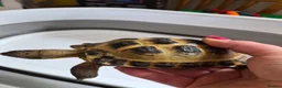 Tortoise reptiles for sale: Horsefield tortoises  - Advert 5