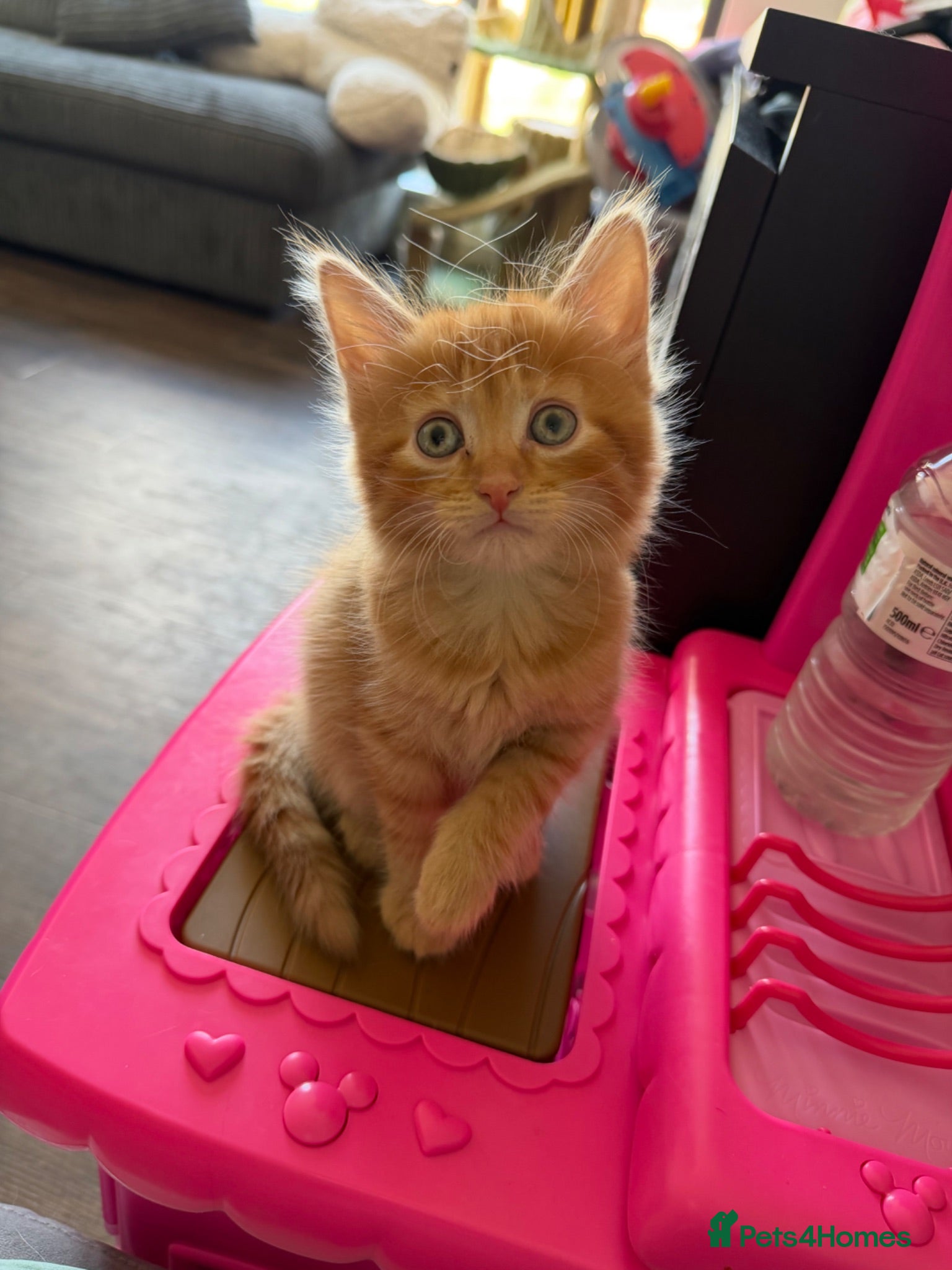 Mixed Breed cats Beautiful Mixed Breed Kitties 🐾 - Advert 10
