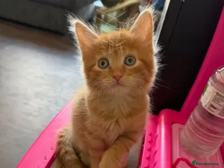 Mixed Breed cats Beautiful Mixed Breed Kitties 🐾 - Advert 10