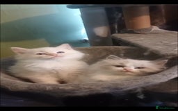 Ragdoll cats for sale: Rare cream point ragdoll & 2 blue bicolour - Image 11