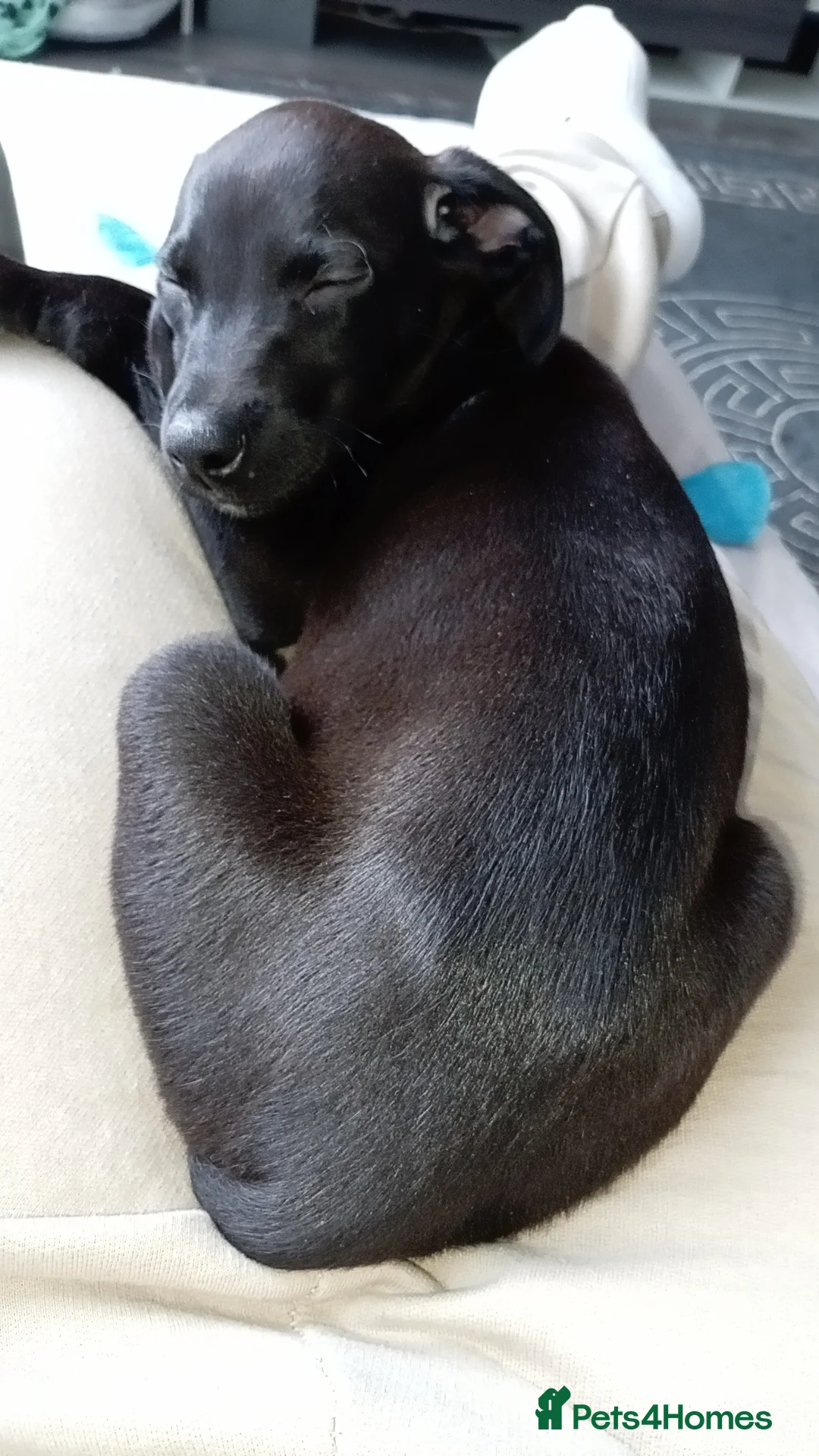 Mixed Breed dogs for sale: Whippador - Advert 1