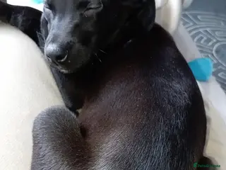 Mixed Breed dogs Whippador - Advert 4