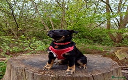 Rottweiler dogs for stud: Rottweiler cross for stud - Image 12