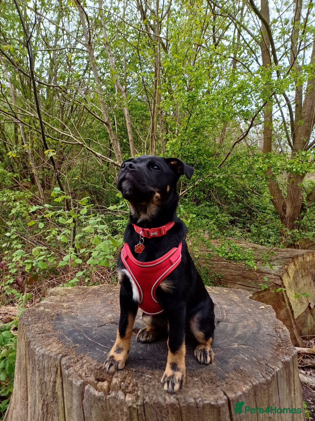 Rottweiler dogs for stud: Rottweiler cross for stud - Image 12